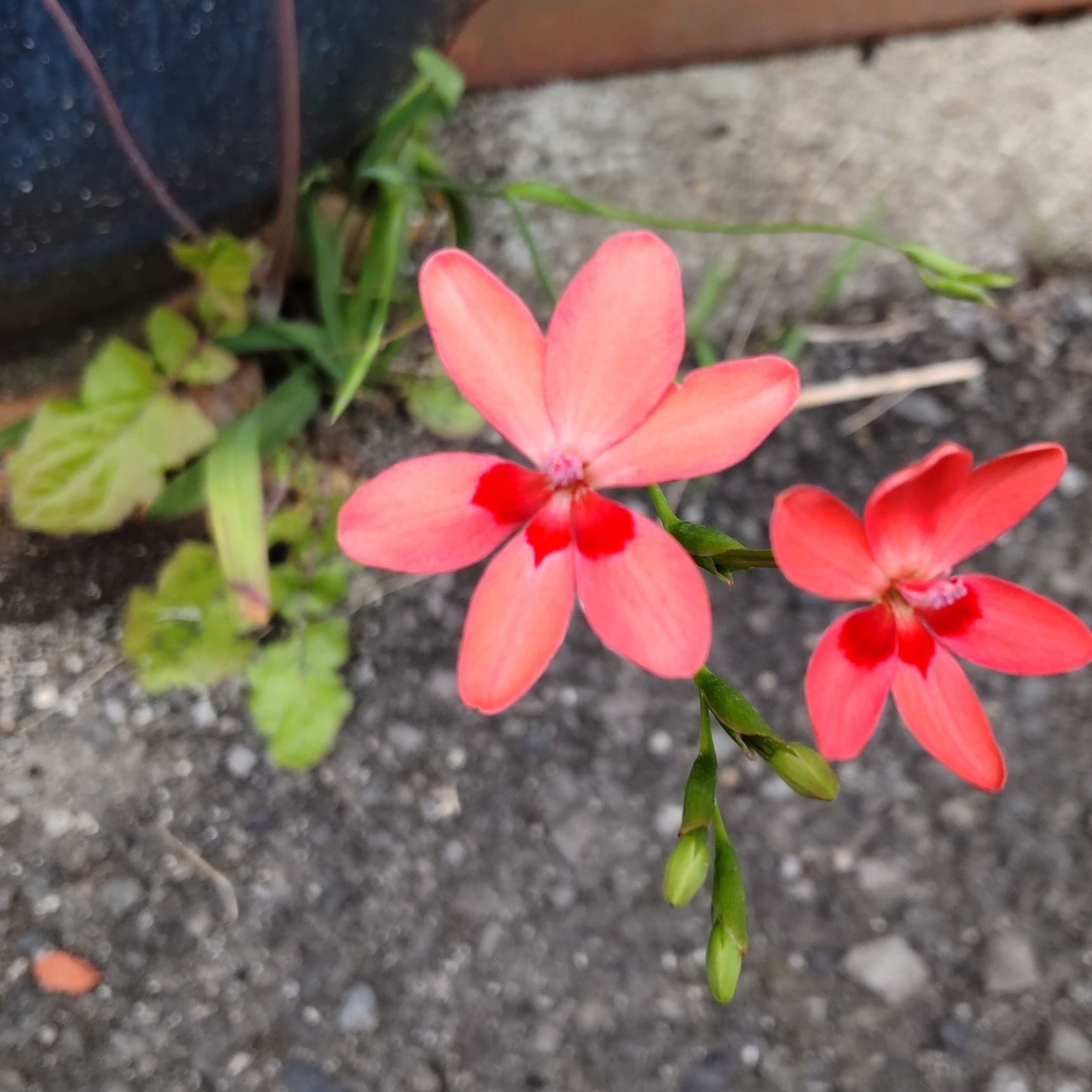 【春の道端の雑草】アスファルトの隙間で可愛い朱赤色のお花発見♡育ててみる？
