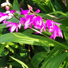 【春の道端の雑草】美しすぎる雑草♡蘭なの?!調べてみたらびっくりすることばかり。花言葉にもびっくり!