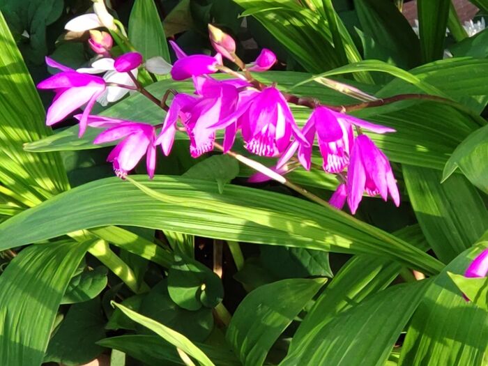 【春の道端の雑草】美しすぎる雑草♡蘭なの?!調べてみたらびっくりすることばかり。花言葉にもびっくり!