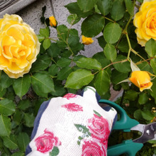 【園芸の敵】花の蜜を求めて集まる超気色悪い虫は、ガガンボ?効果抜群の害虫除けスプレーとは?