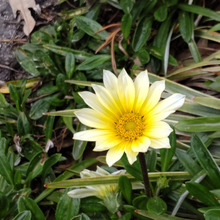 【春の道路沿いの花】ゾンビ並に強い!日なたで「笑顔で答える」ソフトクリ―ムです。お家の雑草除けにも♪