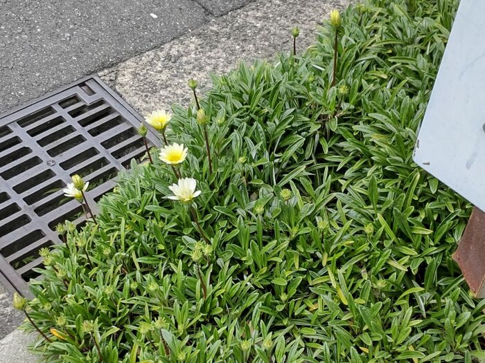 グランドカバーとして人気がある「ガザニア」!お家の雑草除けに活用できそうですね♪