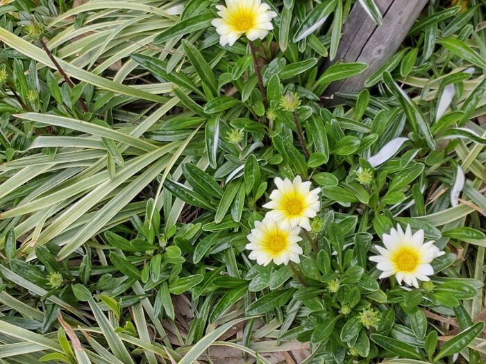 こちらの品種名は、宿根ガザニア・ソフトクリーム♡「ガザニア」にしては、上品なおとなしい花びらと葉ですよ!