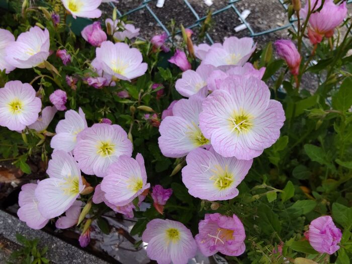【春の道端の雑草?】ご縁を感じてハッピー!世も不思議で綺麗なお花♡月がなくても見れるツキミソウなの?