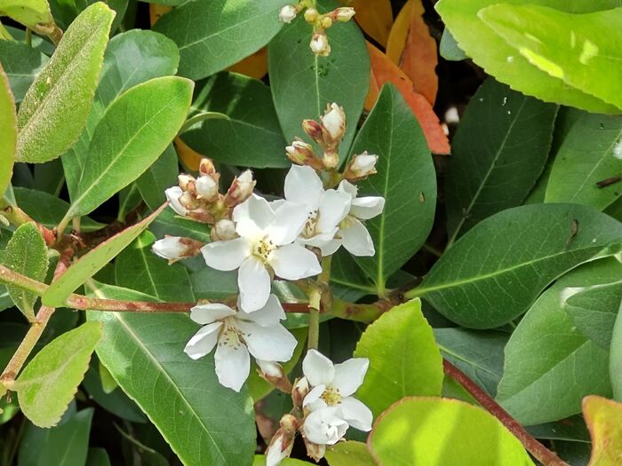 この花の中は「シャリンバイ」です。(車輪梅)と漢字で書きます
