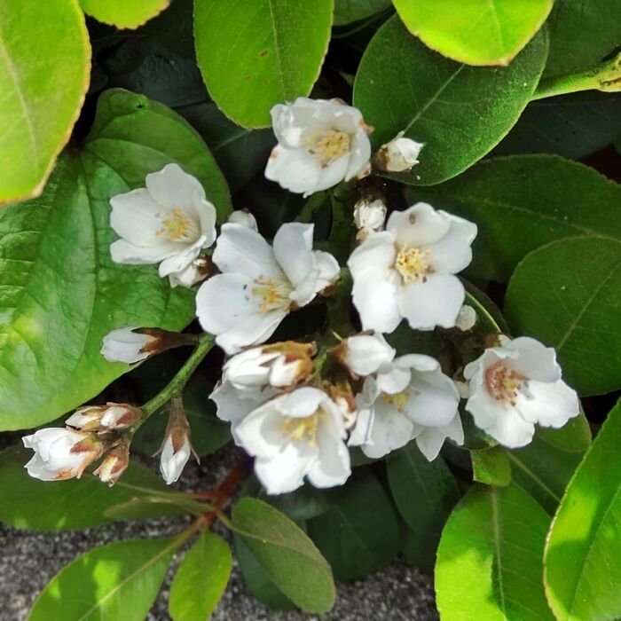 シャリンバイの花言葉は「そよ風の心地よさ」「愛の告白」「純真」