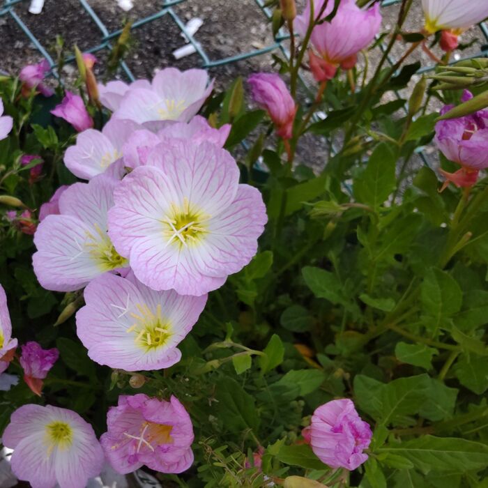 このお花は「ヒルザキツキミソウ」です