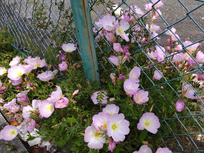 似た野草のユウゲショウ(夕化粧)のお花を調べるうちに、この花を知り一度実物を見たかった!