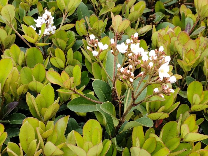 バラ科の植物「シャリンバイ」。今日も我が家、街で大活躍してくれています!