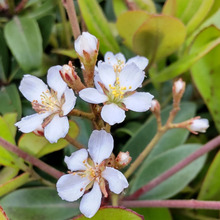 【春の道端、緑地帯の花】水は、降る雨だけで大丈夫って凄いよね!道路沿いなどで咲く花、育ててみる?