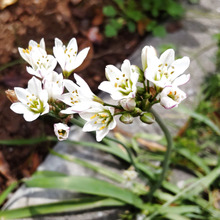 【春の道端の雑草】ろくろ首みたい!たくさんの花を咲かせるニラみたいな雑草!群生する姿は妖怪!毒ある?