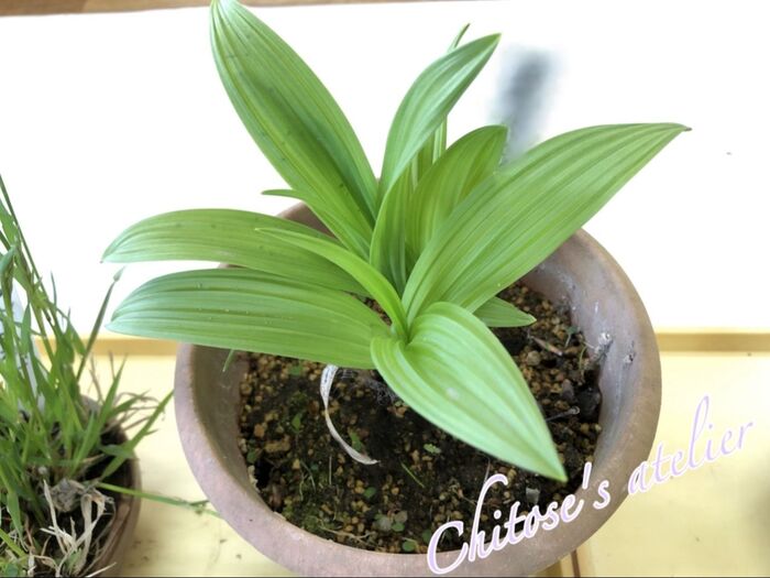 ウルイと間違って食べてしまうと、かなり危険!