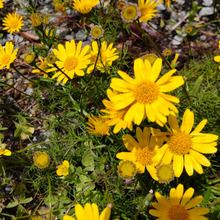 【春の道端の危険な野草】ハーブ似!黄色い可憐な花を次々と咲かせます。花言葉は「可愛い恋人」!