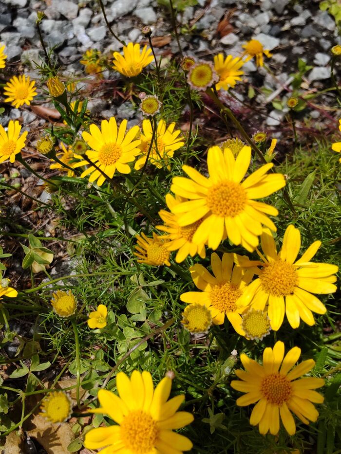【春の道端の危険な野草】ハーブ似!黄色い可憐な花を次々と咲かせます。花言葉は「可愛い恋人」!