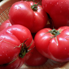 真っ赤なトマトが手に入ったらケチャップを作るべし