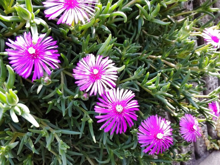 【5月の道端】雑草を抑える良い仕事をしてくれる「多肉植物」♡『贈ると怒られる』仰天!な花言葉とは?