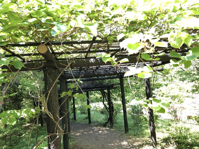 『サネカズラ』のトンネルもお勧め