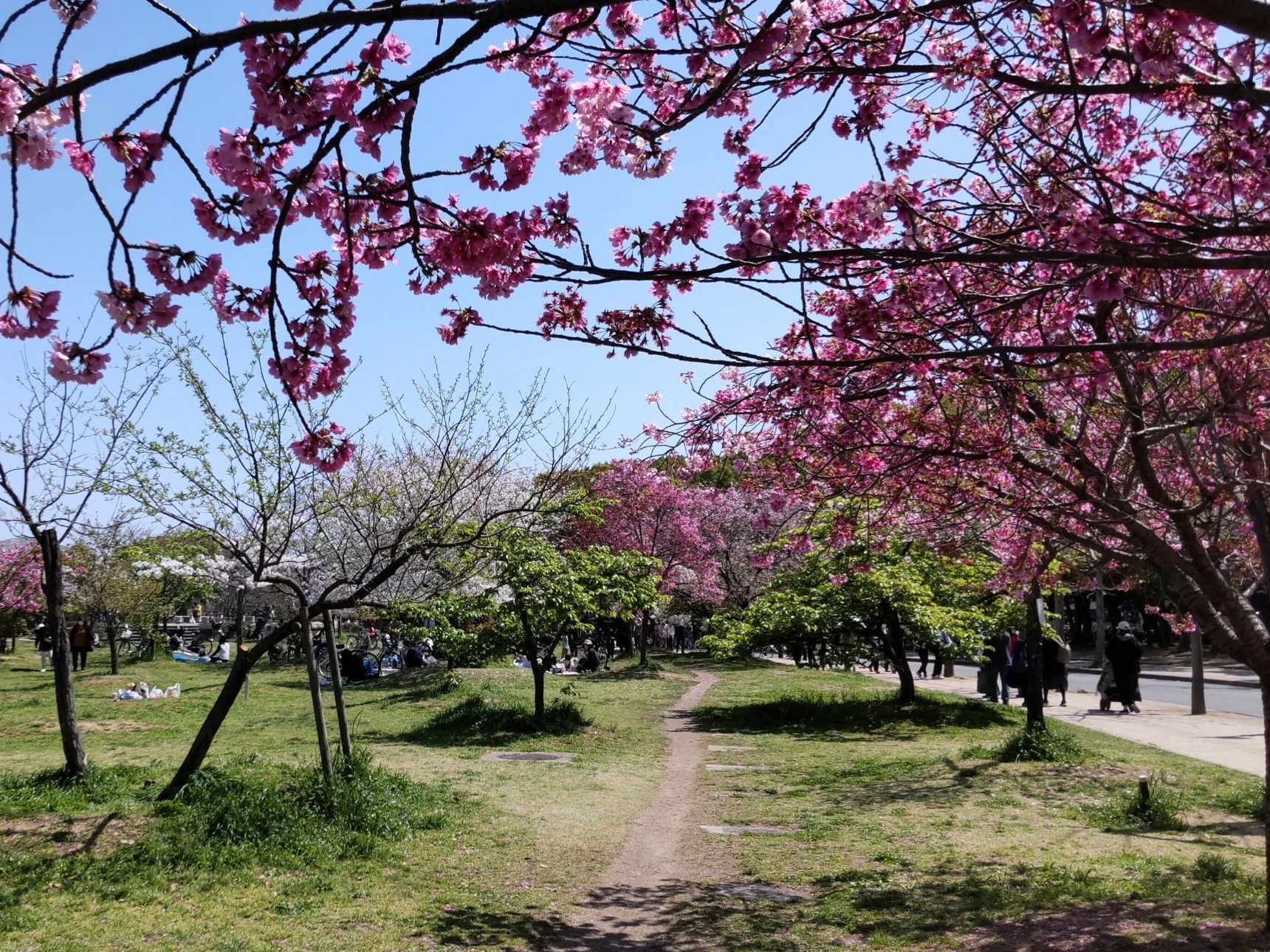 桜の季節になって…