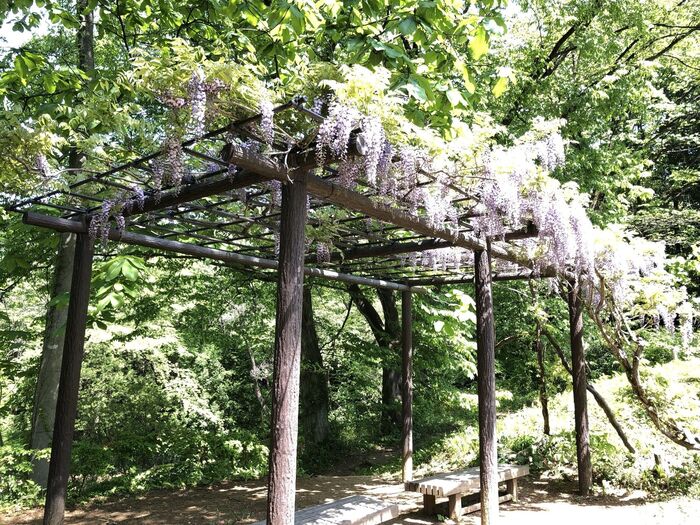 藤棚も見頃です