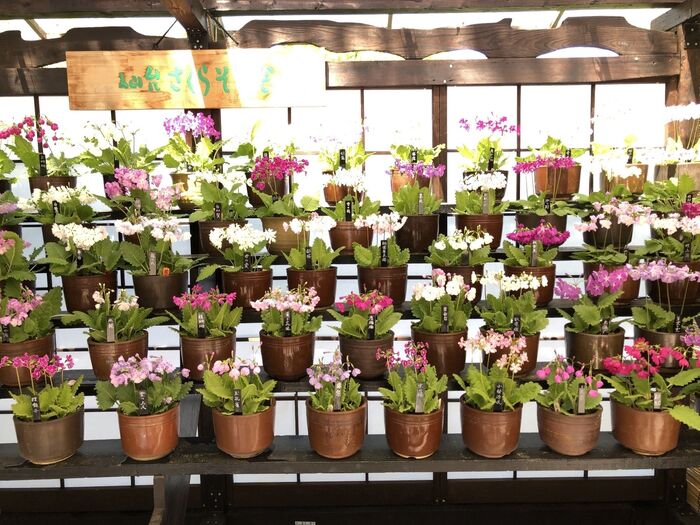 『さくらそう展』開催中