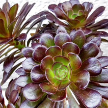 【超不思議な怖い植物】別名闇夜笠(やみよがさ)?茎伸び放題はエイリアンの元~!「花が咲くと枯れる?」