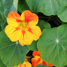 【春(5月)のお花】魅惑の食べられるお花ですが、注意点もあり!人体に影響あり♡花言葉は『勝利』!