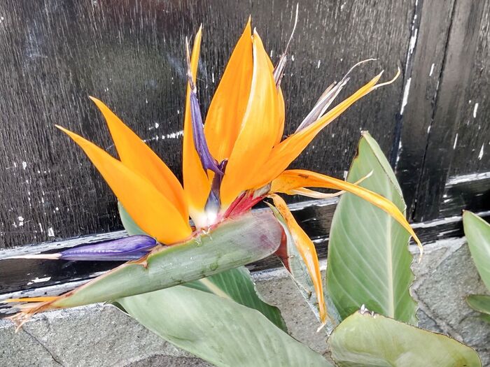 【春(5月)のお花】摩訶不思議~!鳥のようなお花、どの部分が花か知っていますか?金運アップにも♪