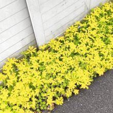 【春(5月)の道端の野草】不思議な光景!コンクリートの上に群生する満天の星!なんでこうなったか納得!