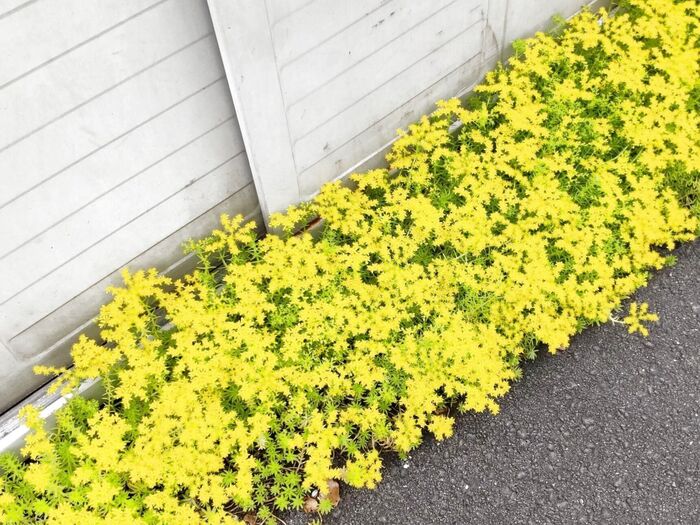【春(5月)の道端の野草】不思議な光景!コンクリートの上に群生する満天の星!なんでこうなったか納得!