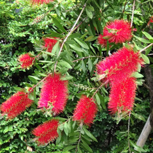 【春(5月)の摩訶不思議な植物】満開!大阪の都市公園で、ブラシ似の謎の花が見頃を迎えています~!