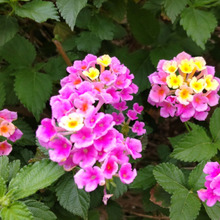 【春(5月)の危険な植物】小さなお子様がいるママは注意してね、毒があるって本当!?野生化した姿が怖い