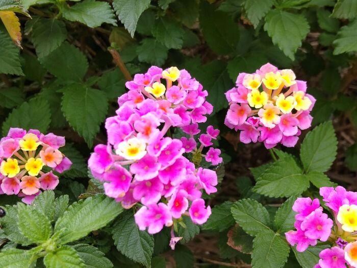 【春(5月)の危険な植物】小さなお子様がいるママは注意してね、毒があるって本当!?野生化した姿が怖い