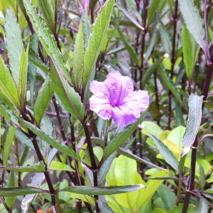 ムラサキルエリアの花言葉は「正直」「愛らしさ」「魅惑」