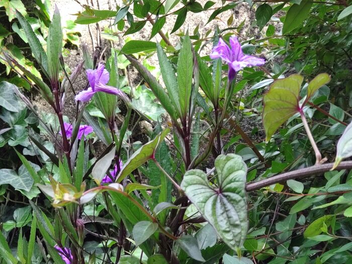 この花は、「ムラサキルエリア」です。