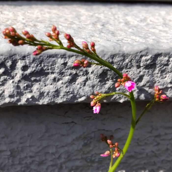 【春(5月)の道端の雑草】摩訶不思議♡別名は「三時の天使」!線香花火のような赤い実は毒があるの?