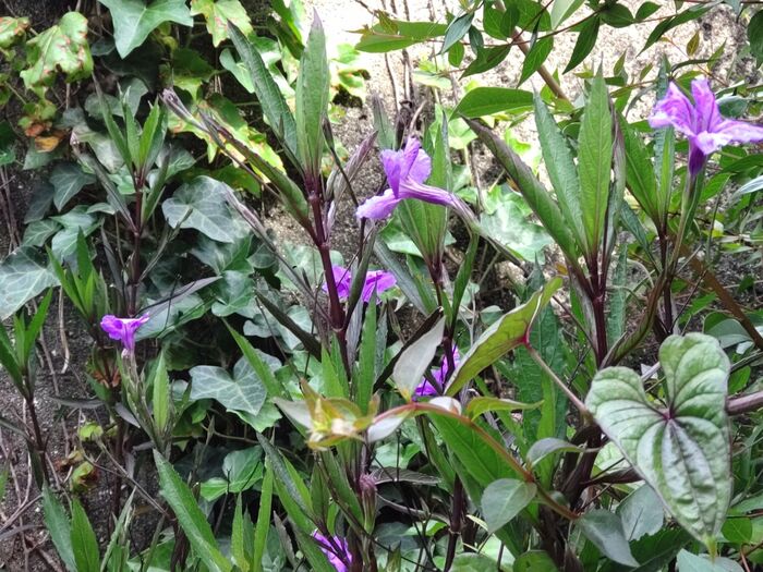 似た植物もあり、そちらも同じように、雑草のように、自生しています