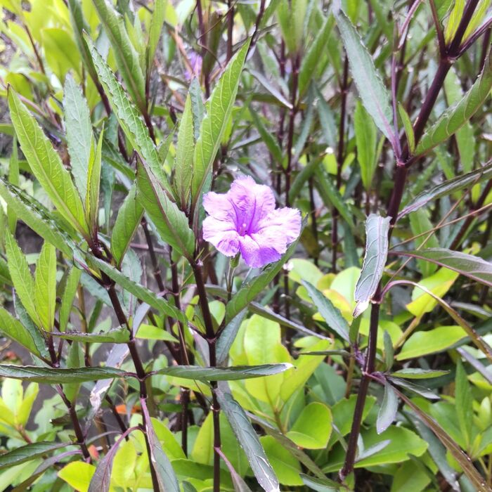 【春(5月)道端の雑草】初めて見る植物です♡爆竹みたいに弾ける?!驚きの生存戦略!非常に珍しい~!