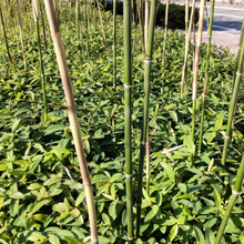 【春(5月)道端の雑草】奇妙な細い竹が群生~!竹にまつわる怖い話、竹の花は120年に一度だけ開花?