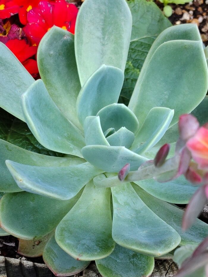 この植物は「エケベリア エレガンス」(月影)です。