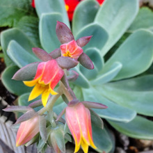 【春(5月)の植物の花】「多肉界の薔薇」の中で大変人気の品種です!この子はせっかちさんです