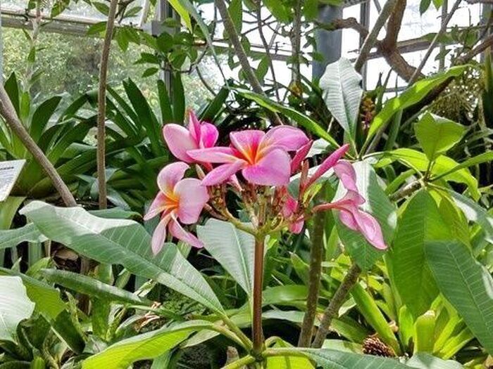 不動の人気!南国の香り高い魅惑的なお花♪