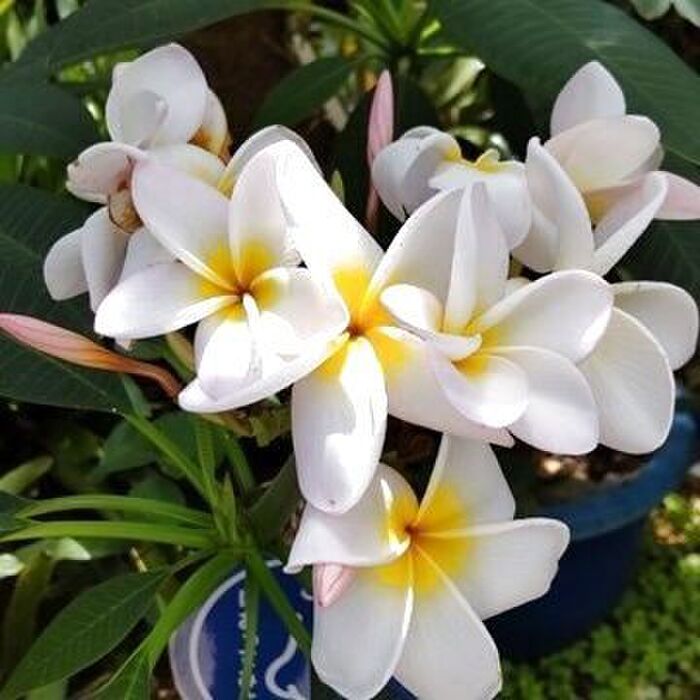 でもでも、良い点、怖い点を差し引いても、このお花は大変魅力的なお花です!