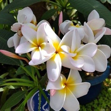 【南国の植物】お子様注意!意外な毒にまつわるお話をしますね!「プルメリア」の意外な顔とは?