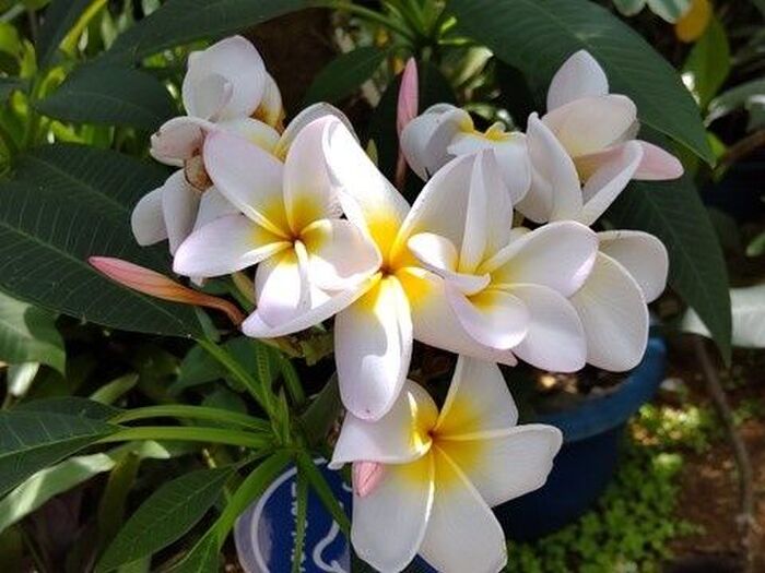 【南国の植物】お子様注意!意外な毒にまつわるお話をしますね!「プルメリア」の意外な顔とは?