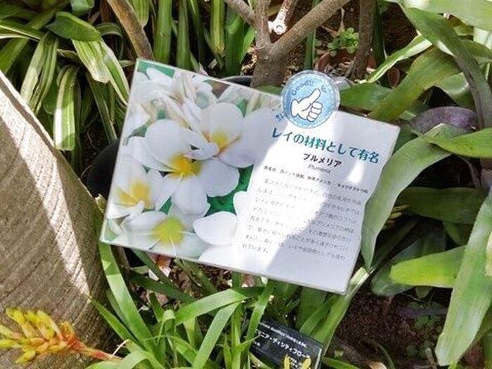 調べてみたら「プルメリア」には毒があるんです。ハワイでは、日本の彼岸花のような存在でもあるそうです。