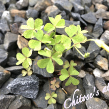 【ネットで話題】カタバミで本当に綺麗になるの!?