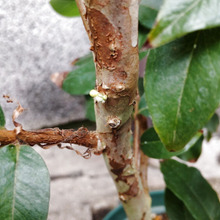 【春(5月)の仰天植物】幹に実がなる?超グロくて怖いけど、流通しない幻の実を収穫体験してみた~い!