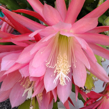 【5月の道端の植物】園芸初心者におすすめのサボテン♡棘がないの?食べられるの?花言葉「幸せをつかむ」