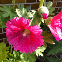 【5月のお花】今年は厄介な虫に襲われず一番花が開花♡一番花が知らせてくれるある事とは?