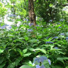 【5月の危険な身近な植物】知らない人が多い事実!デビルな紫陽花♡子供やペットのいる人は知っておいてね